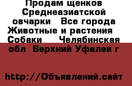 Продам щенков Среднеазиатской овчарки - Все города Животные и растения » Собаки   . Челябинская обл.,Верхний Уфалей г.